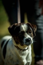 HERBERT, Hund, Mischlingshund in Ungarn - Bild 1