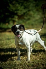 HERBERT, Hund, Mischlingshund in Ungarn - Bild 2