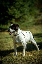 HERBERT, Hund, Mischlingshund in Ungarn - Bild 4