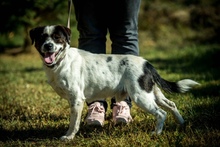 HERBERT, Hund, Mischlingshund in Ungarn - Bild 5