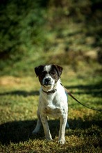 HERBERT, Hund, Mischlingshund in Ungarn - Bild 6