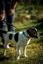 HERBERT, Hund, Mischlingshund in Ungarn - Bild 7