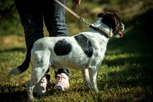 HERBERT, Hund, Mischlingshund in Ungarn - Bild 8
