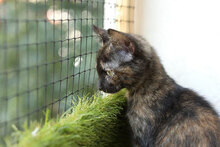 ANABEL, Katze, Hauskatze in Bulgarien - Bild 3