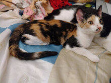 MAYA, Katze, Hauskatze in Bulgarien - Bild 2