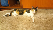 MAYA, Katze, Hauskatze in Bulgarien - Bild 7