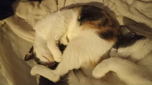 MAYA, Katze, Hauskatze in Bulgarien - Bild 8
