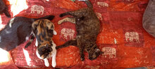 MARTHA, Katze, Hauskatze in Bulgarien - Bild 6