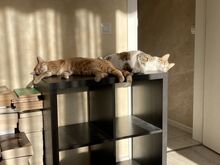 SCOTTY, Katze, Hauskatze in Bulgarien - Bild 8