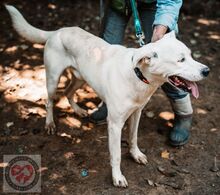 COCO, Hund, Mischlingshund in Spanien - Bild 2