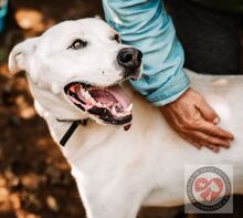 COCO, Hund, Mischlingshund in Spanien - Bild 3