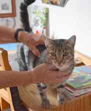 ROSITA, Katze, Europäisch Kurzhaar in Spanien - Bild 1