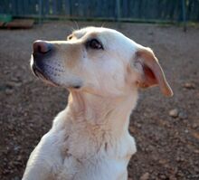 SALLY, Hund, Mischlingshund in Griechenland - Bild 1