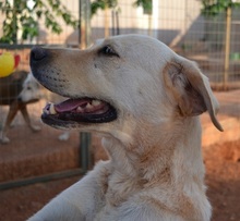SALLY, Hund, Mischlingshund in Griechenland - Bild 10
