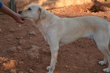 SALLY, Hund, Mischlingshund in Griechenland - Bild 11