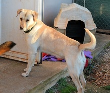 SALLY, Hund, Mischlingshund in Griechenland - Bild 12