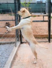 SALLY, Hund, Mischlingshund in Griechenland - Bild 13
