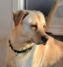 SALLY, Hund, Mischlingshund in Griechenland - Bild 14