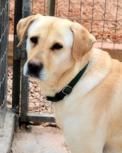 SALLY, Hund, Mischlingshund in Griechenland - Bild 15