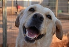 SALLY, Hund, Mischlingshund in Griechenland - Bild 4