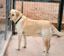 SALLY, Hund, Mischlingshund in Griechenland - Bild 5