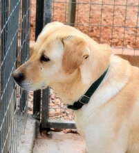 SALLY, Hund, Mischlingshund in Griechenland - Bild 6