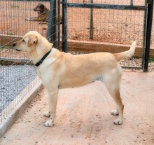 SALLY, Hund, Mischlingshund in Griechenland - Bild 7