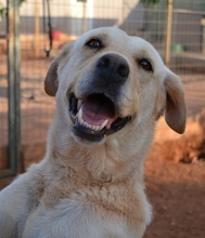 SALLY, Hund, Mischlingshund in Griechenland - Bild 8
