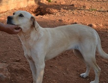 SALLY, Hund, Mischlingshund in Griechenland - Bild 9