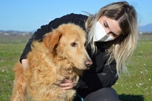 CORSARO, Hund, Golden Retriever-Maremmano Abruzzese-Mix in Italien - Bild 1