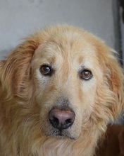CORSARO, Hund, Golden Retriever-Maremmano Abruzzese-Mix in Italien - Bild 4