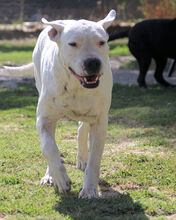 DORO, Hund, Dogo Argentino in Italien - Bild 5