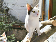 PANCHO, Katze, Hauskatze in Bulgarien - Bild 7