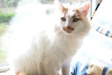 BRADY, Katze, Hauskatze in Bulgarien - Bild 4