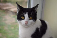 MIMI, Katze, Hauskatze in Bulgarien - Bild 1