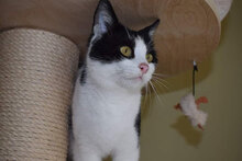 MIMI, Katze, Hauskatze in Bulgarien - Bild 3