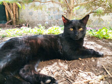 PRINCE, Katze, Hauskatze in Bulgarien - Bild 6