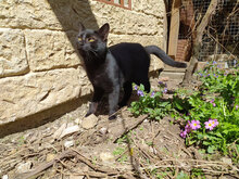 PRINCE, Katze, Hauskatze in Bulgarien - Bild 7