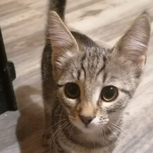 MALIN, Katze, Europäisch Kurzhaar in Rumänien - Bild 1