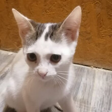 LILLY, Katze, Europäisch Kurzhaar in Rumänien - Bild 1