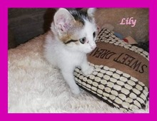 LILLY, Katze, Europäisch Kurzhaar in Rumänien - Bild 6