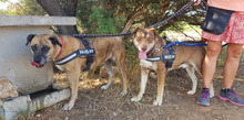 FRODO, Hund, Mischlingshund in Spanien - Bild 2