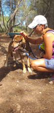 FRODO, Hund, Mischlingshund in Spanien - Bild 3