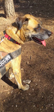 YUMA, Hund, Mischlingshund in Spanien - Bild 10