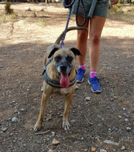 YUMA, Hund, Mischlingshund in Spanien - Bild 12