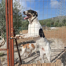 PETERCHEN, Hund, Mischlingshund in Griechenland - Bild 1