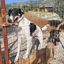 PETERCHEN, Hund, Mischlingshund in Griechenland - Bild 2