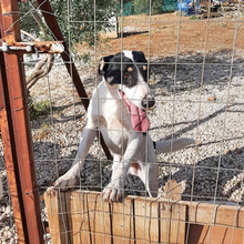 PETERCHEN, Hund, Mischlingshund in Griechenland - Bild 3