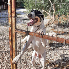 PETERCHEN, Hund, Mischlingshund in Griechenland - Bild 4