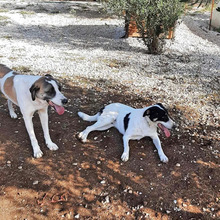 PETERCHEN, Hund, Mischlingshund in Griechenland - Bild 5